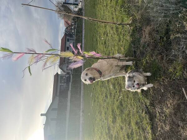 Hund