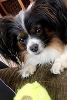 Hund