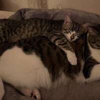 pelle og proffen pelle og proffen