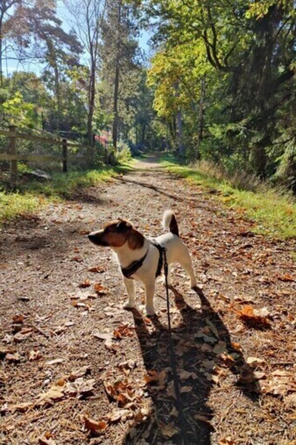 Hund
