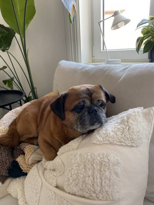 Hund - Baxter 