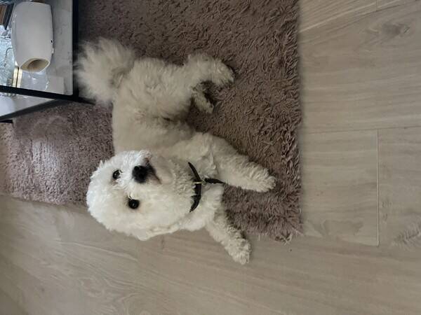 Hund - Bishon frise Milo