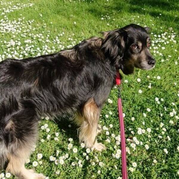Hund - Sasha