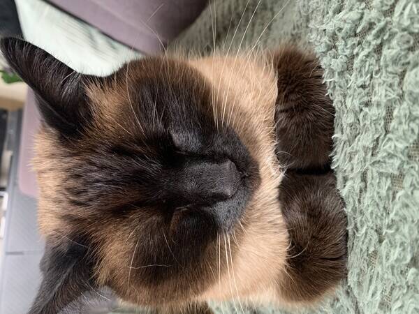 Katt
