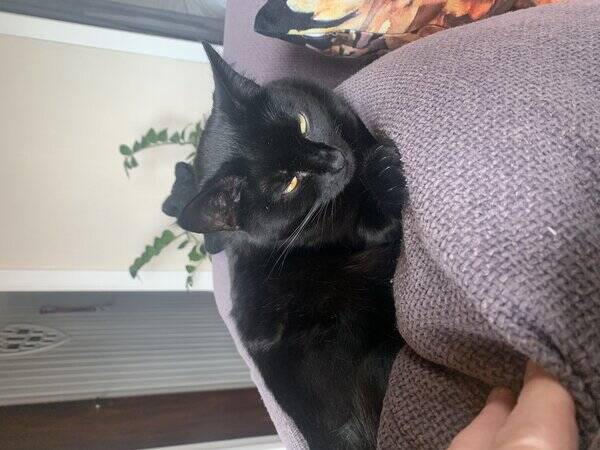 Katt