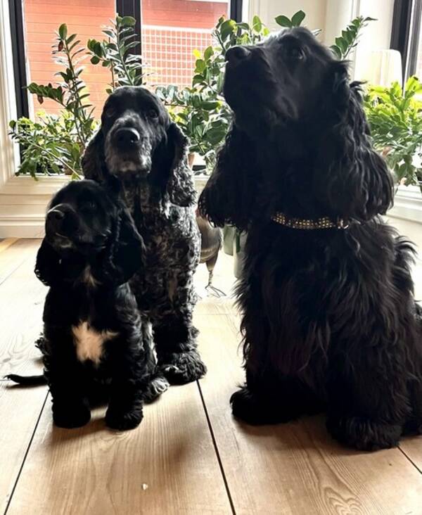 Hund - Cockerspaniel  Daisy, Bob och Chess