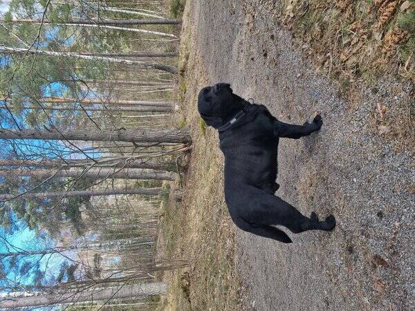 Hund - Labrador 