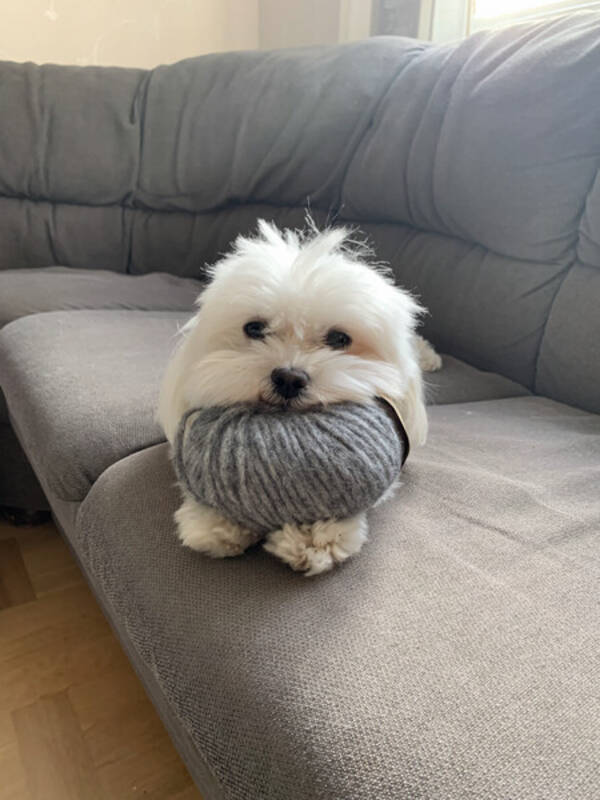 Hund - Aston Martin, Malteser