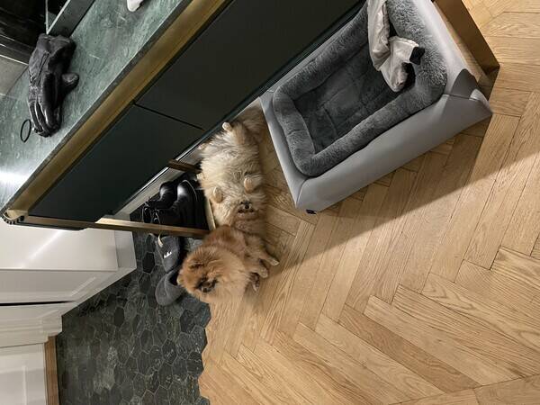 Hund - Pomeranian Hund - Pomeranian