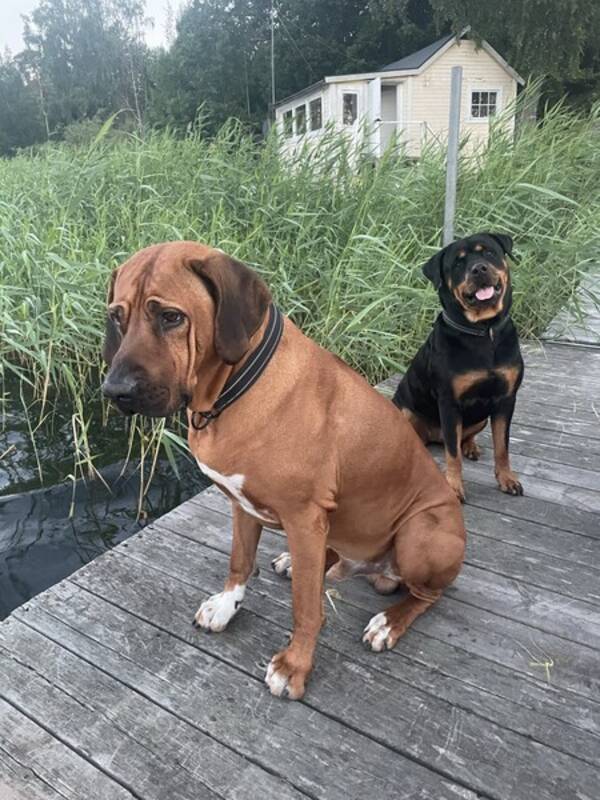 Hund - Rhodesias ridgeback