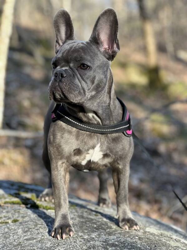 Hund
