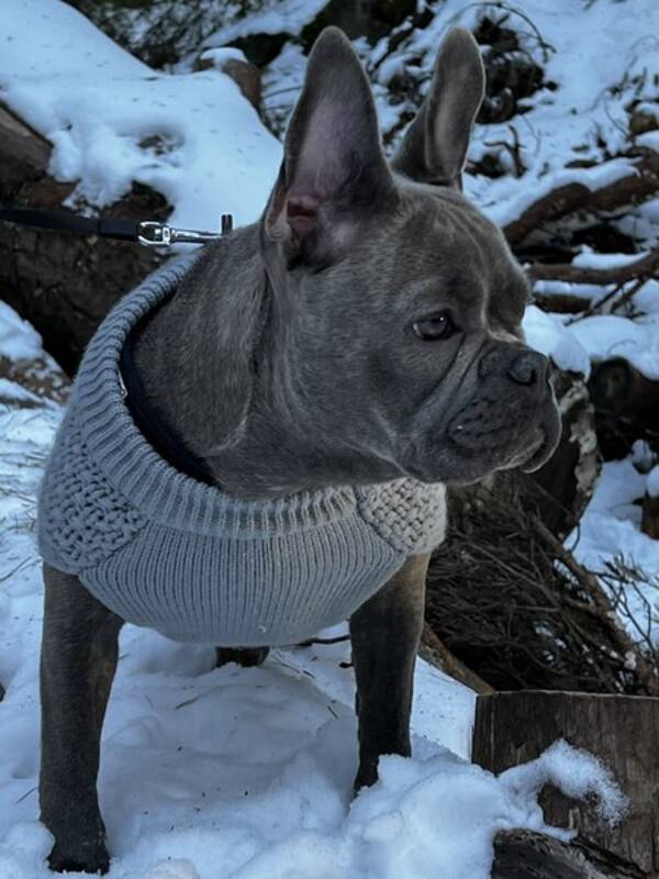 Hund