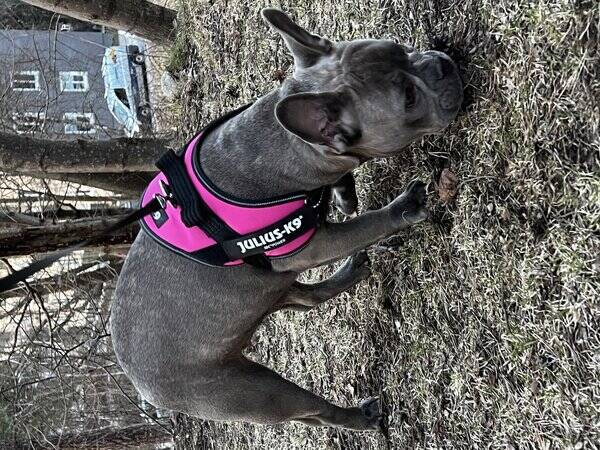 Hund