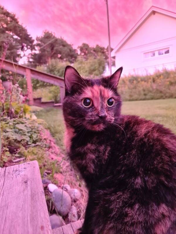 Katt - Katten Ebba Viklund