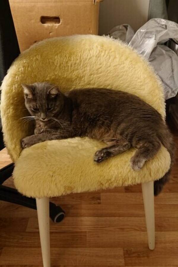 Katt - Abbe Viklund 