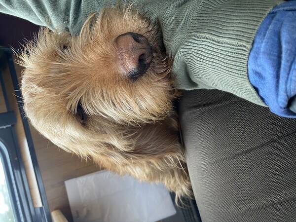 Hund - Rufus Fauve De Bretagne