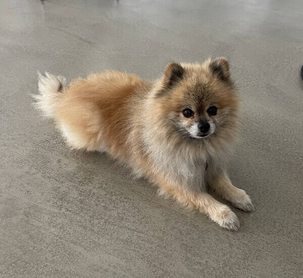 Hund - Pomerianian Hund - Pomerianian