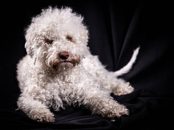 Hund - Caipirinha