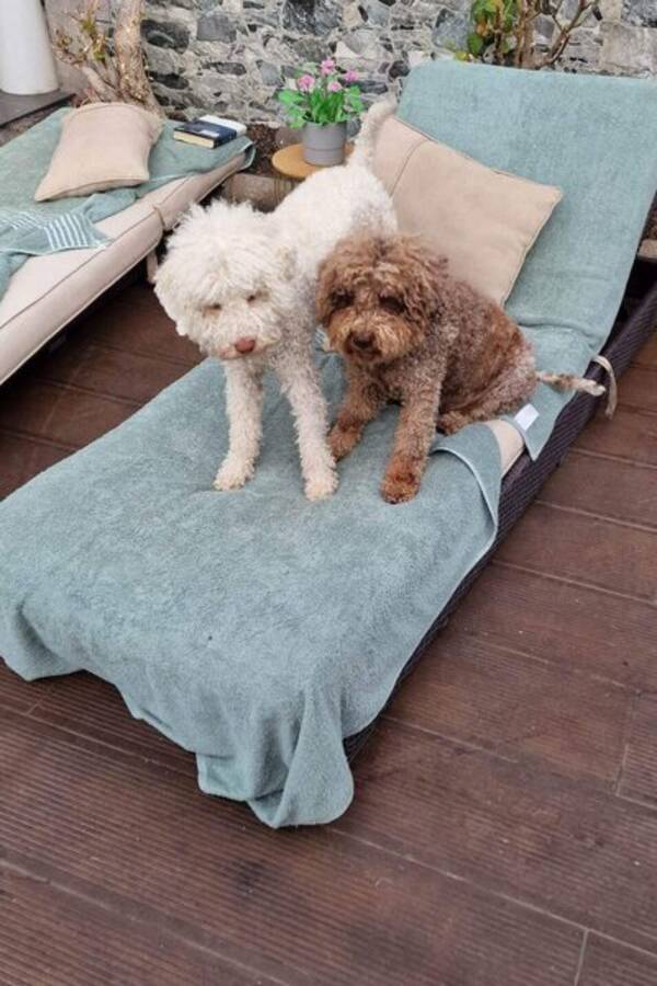 Hund - Caipirinha en Lagotto 