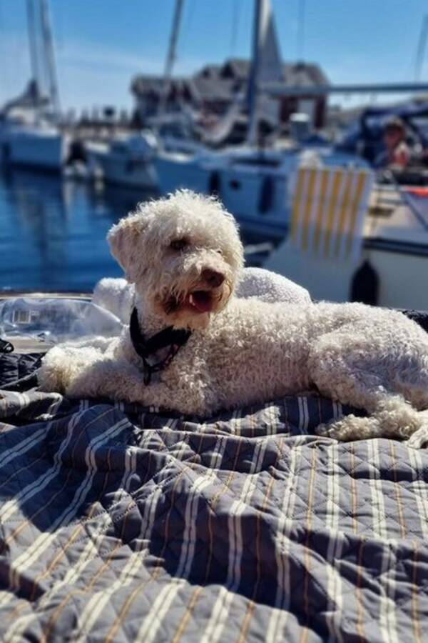 Hund - Caipirinha