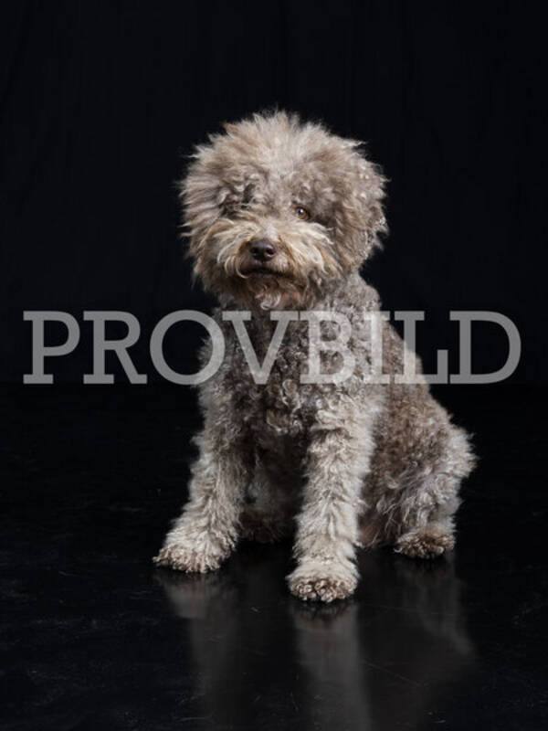 Hund - Caipirinha en Lagotto 