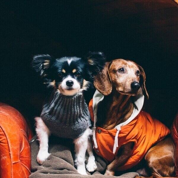 Hund - Charlie dachshund