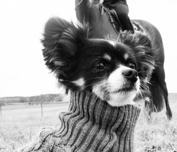 Hund - Molly- chihuahua/papillon 