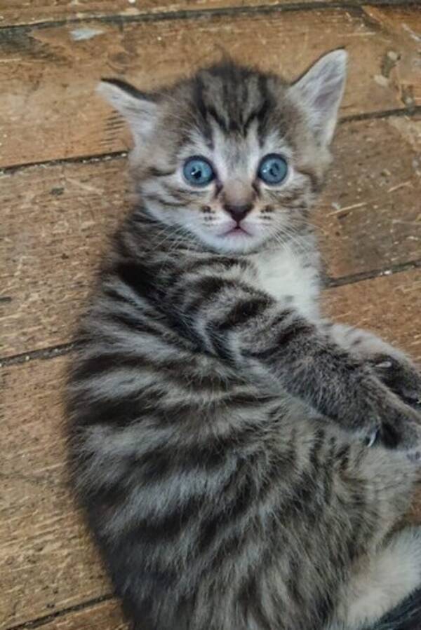 Katt - Ungen. Snart et r 