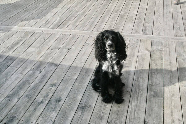 Hund - Liza 