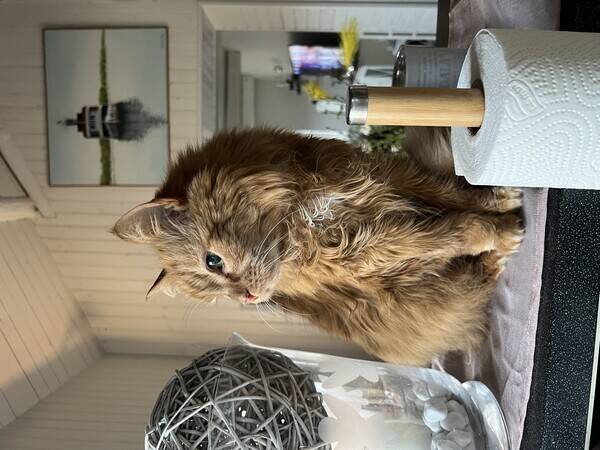 Katt - Allan