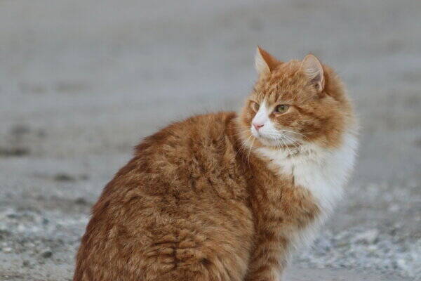 Katt - Zimba