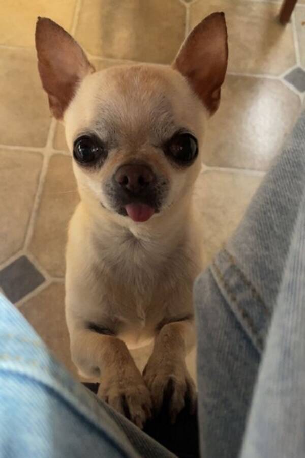 Hund - Chihuahuan Sickan