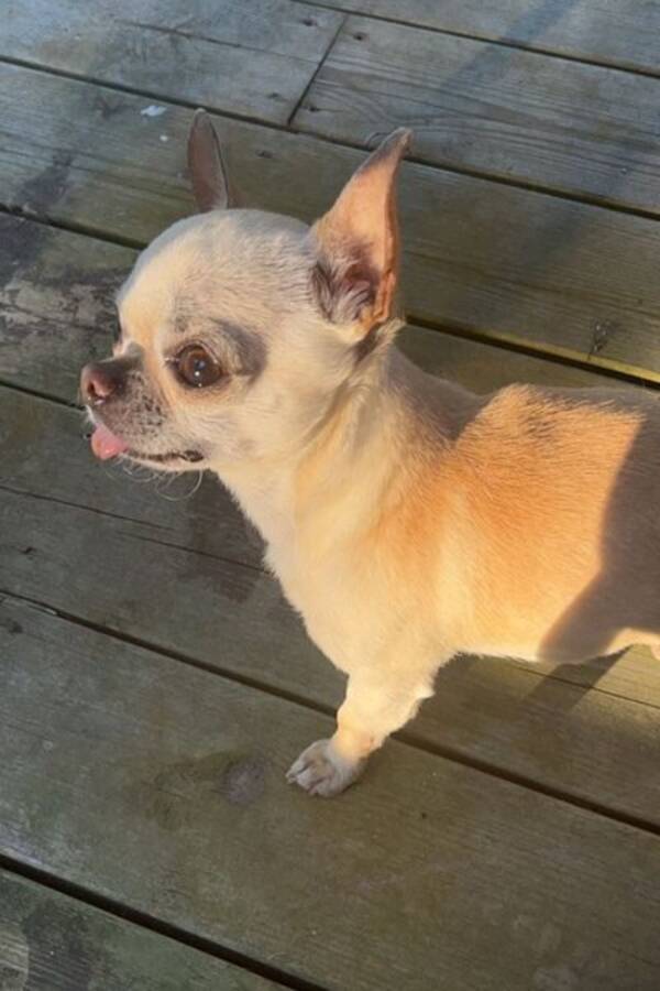 Hund - Chihuahuan Sickan