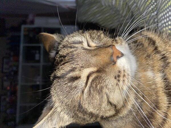 Katt