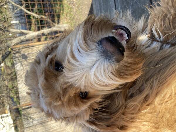 Hund - Goldendoodle-valp 