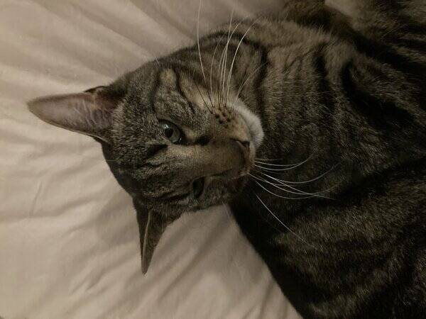Katt - Teddy