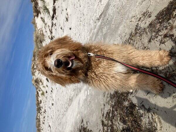 Hund - Goldendoodle-valp 