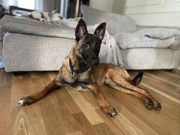 Hund - Belgisk vallhund malinois 