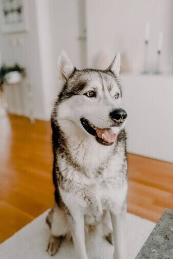 Hund