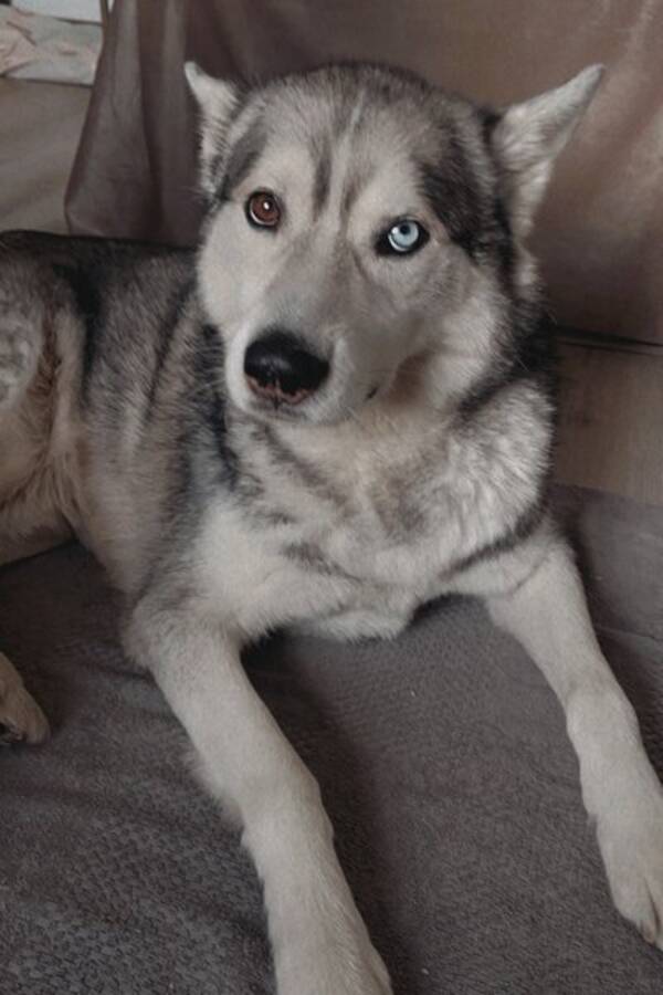 Hund