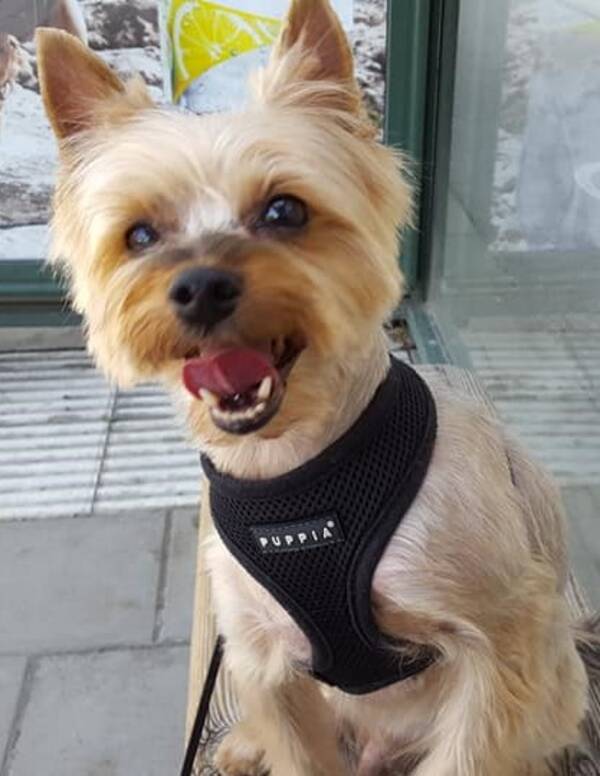 Hund - Yorkshire terrien Mille