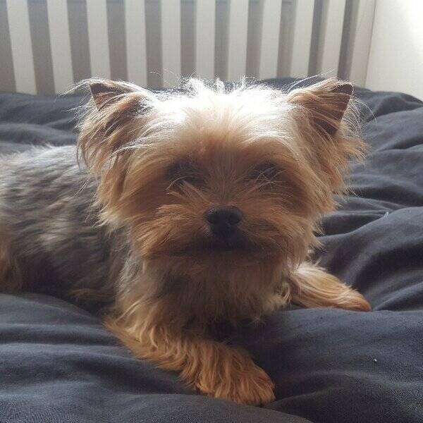 Hund - Yorkshire terrien Mille