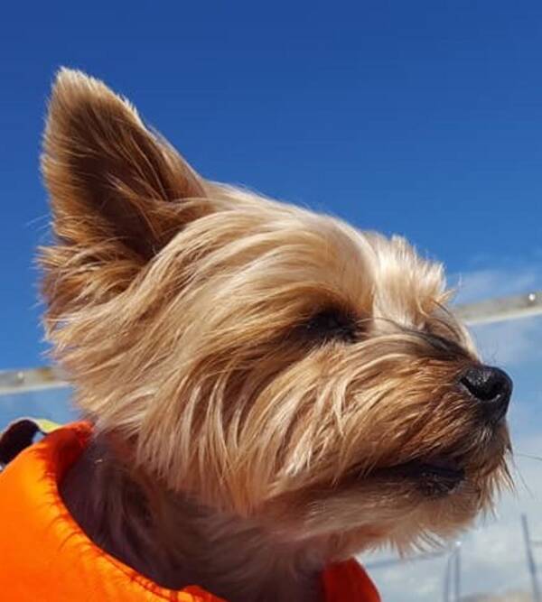 Hund - Yorkshire terrien Mille