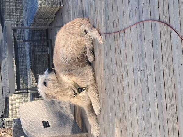 Hund - Irsk ulvehund Tillie