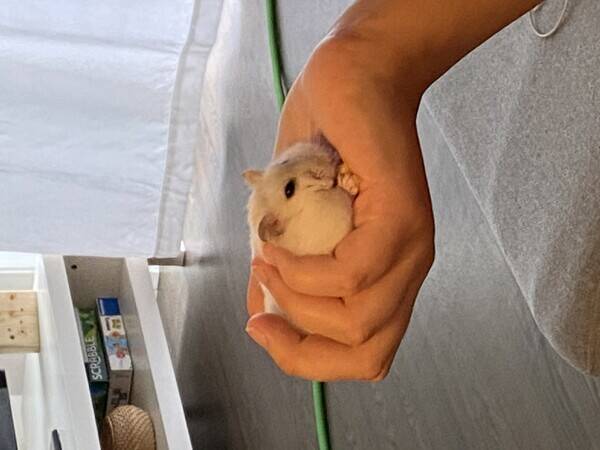 Annet - Bolla hamster