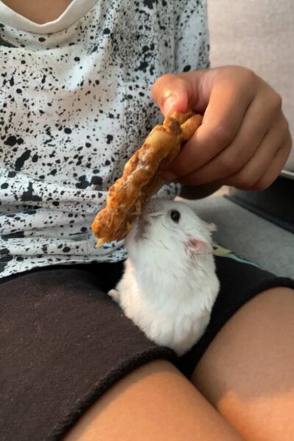 Annet - Bolla hamster