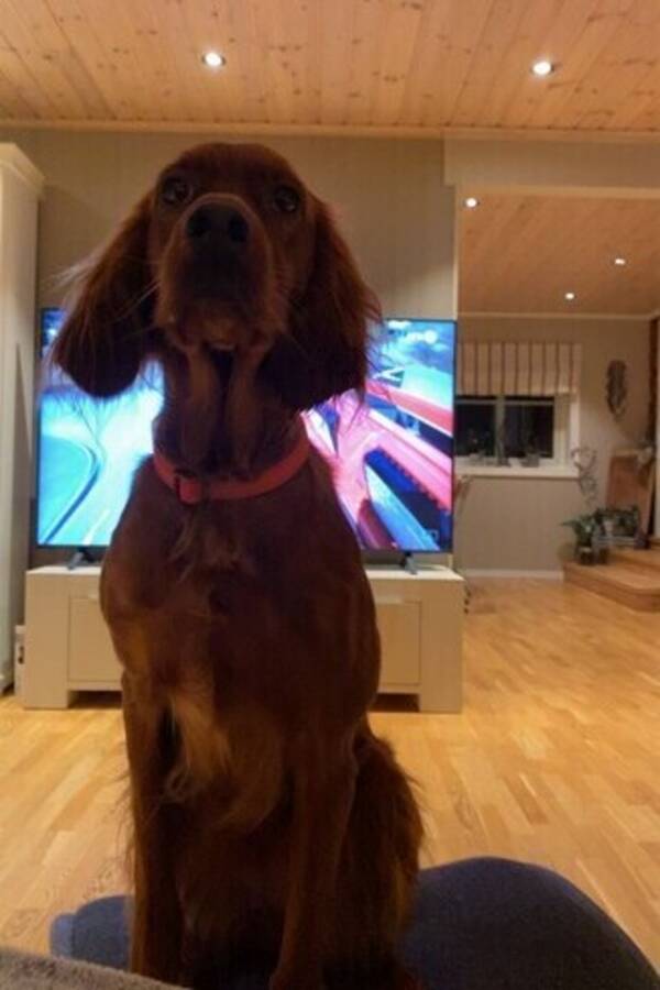 Hund - Irsk setter.  Freia