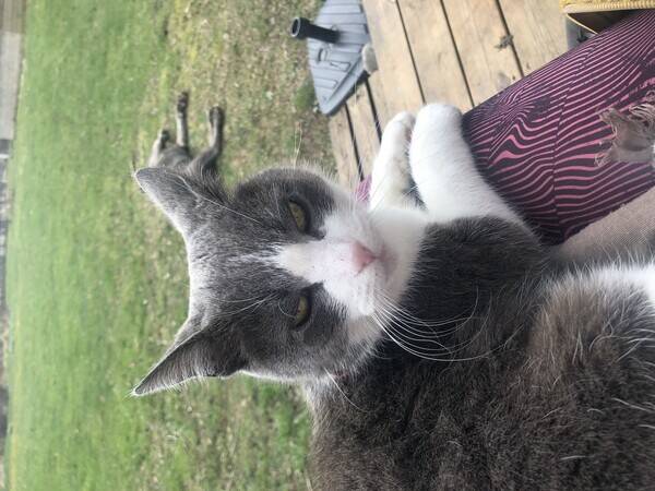 Katt - Katten stumpan 