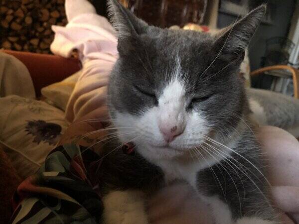 Katt - Katten stumpan 