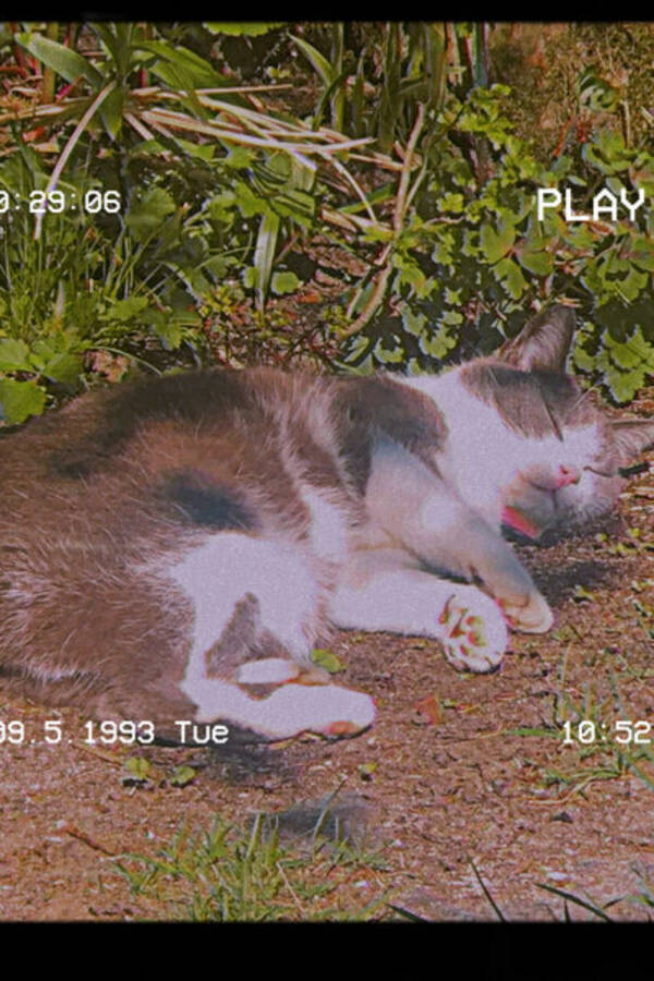 Katt - Katten stumpan 